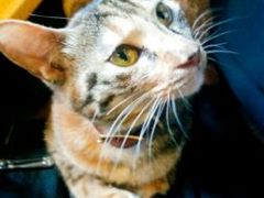 -猫的天空之城概念书店(杭州南宋御街店)