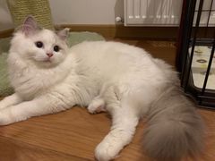 -滚猫咖啡·猫咖·猫友好撸猫(未来城店)