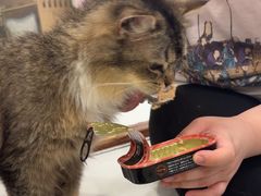 -共舞时光猫咖·狗咖(新街口店)