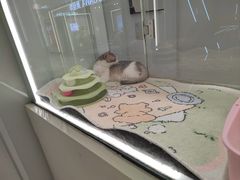 -babydoll猫舍·米努特·德文·缅因(久光中心店)