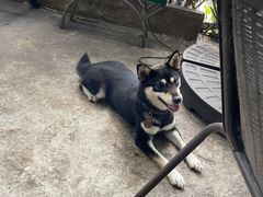 -柴犬高等学院·狗咖·柴犬售卖·宠物训练