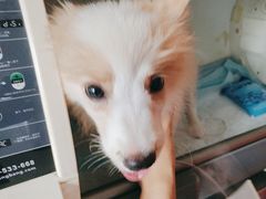 -瑞派福兴宠物医院犬猫全科·骨科·中西医结合(河东店)