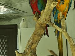 -青藏高原野生动物园