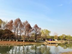 -九科绿洲