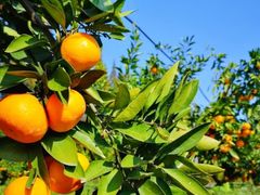 -前小桔亲子创意农场·草莓采摘·露营烧烤