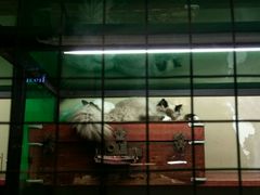 -猫咪博物馆(顶澳仔猫街店)