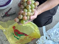 -马陆小张葡萄园农家乐