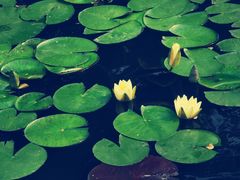 -西湖外事游船(花港观鱼码头)