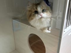 -十月米努特矮脚猫舍