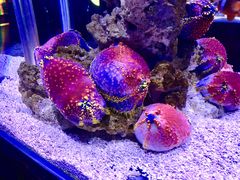 -太平洋海底世界