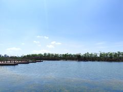 -芒洲湿地公园