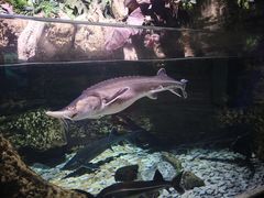 -迪拜水族馆及水下动物园