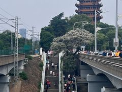 -黄鹤楼公园(黄鹤楼)