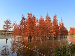-白鹭湾湿地公园