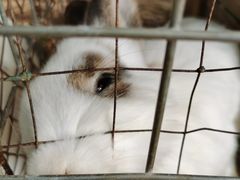 -草根堂农场