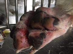 -纳吉亚猫专科动物诊疗中心(蒋宅口分院)
