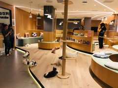 -CAT’S MEWSTAR CAFE·喵星球猫屋(晴湾咖啡店)