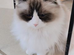 -藏猫猫咖啡主题馆(中央大道店)