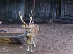 -清迈夜间动物园