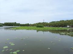 -白洋淀景区