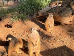 -西霞口神雕山野生动物世界