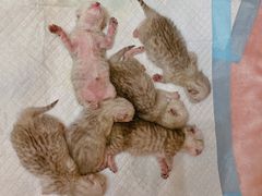 -创凡宠物医院·骨专科  猫科中心(西乡分院)