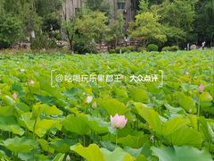 -莲湖公园