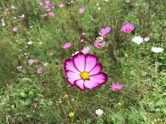 -黄海国家森林公园