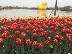 -荷兰花海
