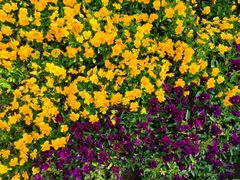 -狼山风景名胜区