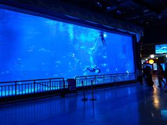 -烟台海昌鲸鲨海洋公园