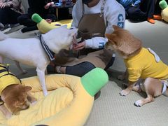 -逗柴咖啡屋·狗咖猫咖宠物桌游