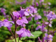 -合肥滨湖国家森林公园