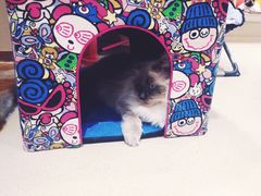 -藏猫猫咖啡主题馆(中央大道店)