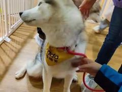 -Husky Go! 哈士奇体验馆·宠物咖啡厅狗咖