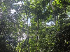 -西双版纳原始森林公园