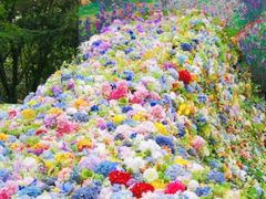 -上海共青森林公园