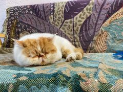 -喵屿·大理花园猫咖