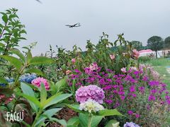 -空港花田景区