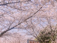 -武汉大学-樱园