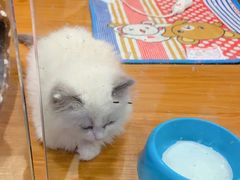 -龟与熊猫宠物公园(南坪店)