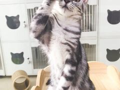 -东方名猫馆·英短金渐层布偶猫舍(环线广场1号楼店)