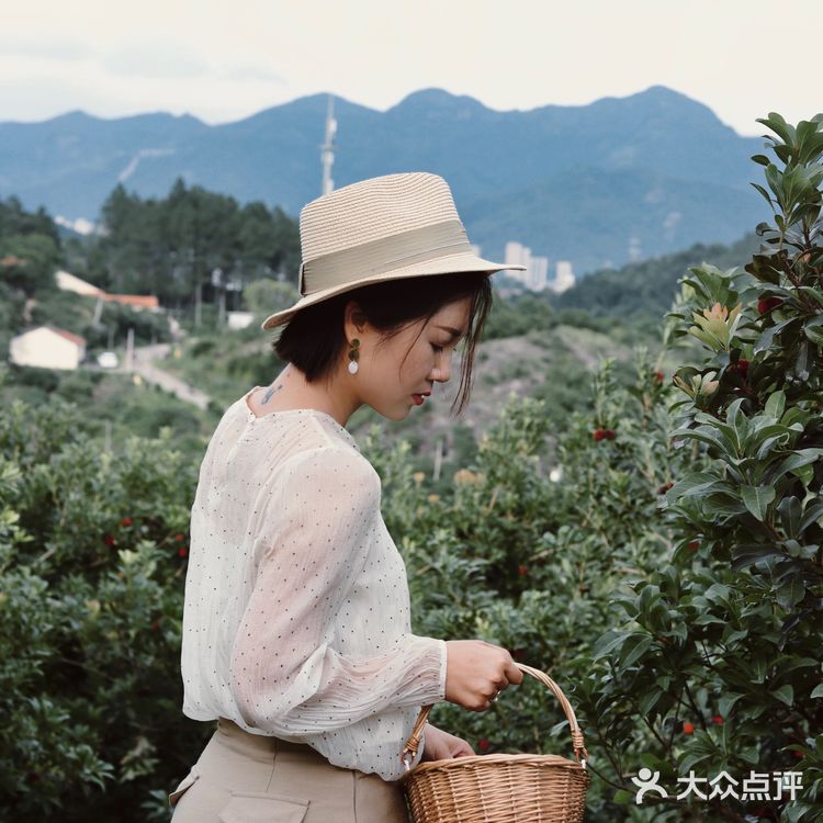 江浙沪周边游 | 又到杨梅季仙居杨梅熟了