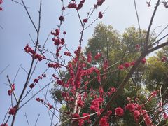 -苏州上方山国家森林公园