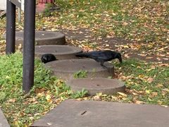 -北海道厅旧本厅舍(旧本庁舎)