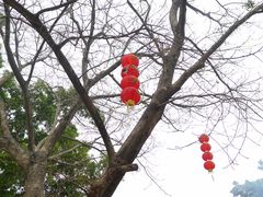 庙区绿化-悦城龙母祖庙