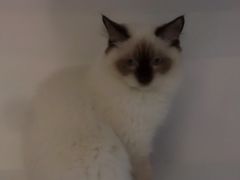 -喵的天空名猫咖啡馆·撸猫·猫舍·用品