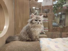 -屋虎猫馆(宝安大仟里店)