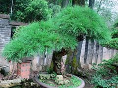 -南山植物园