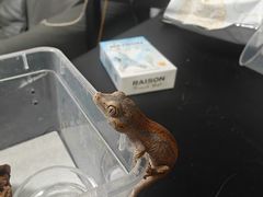 -酷以爬仙阁实体爬宠店·守宫·蜥蜴·专业繁育